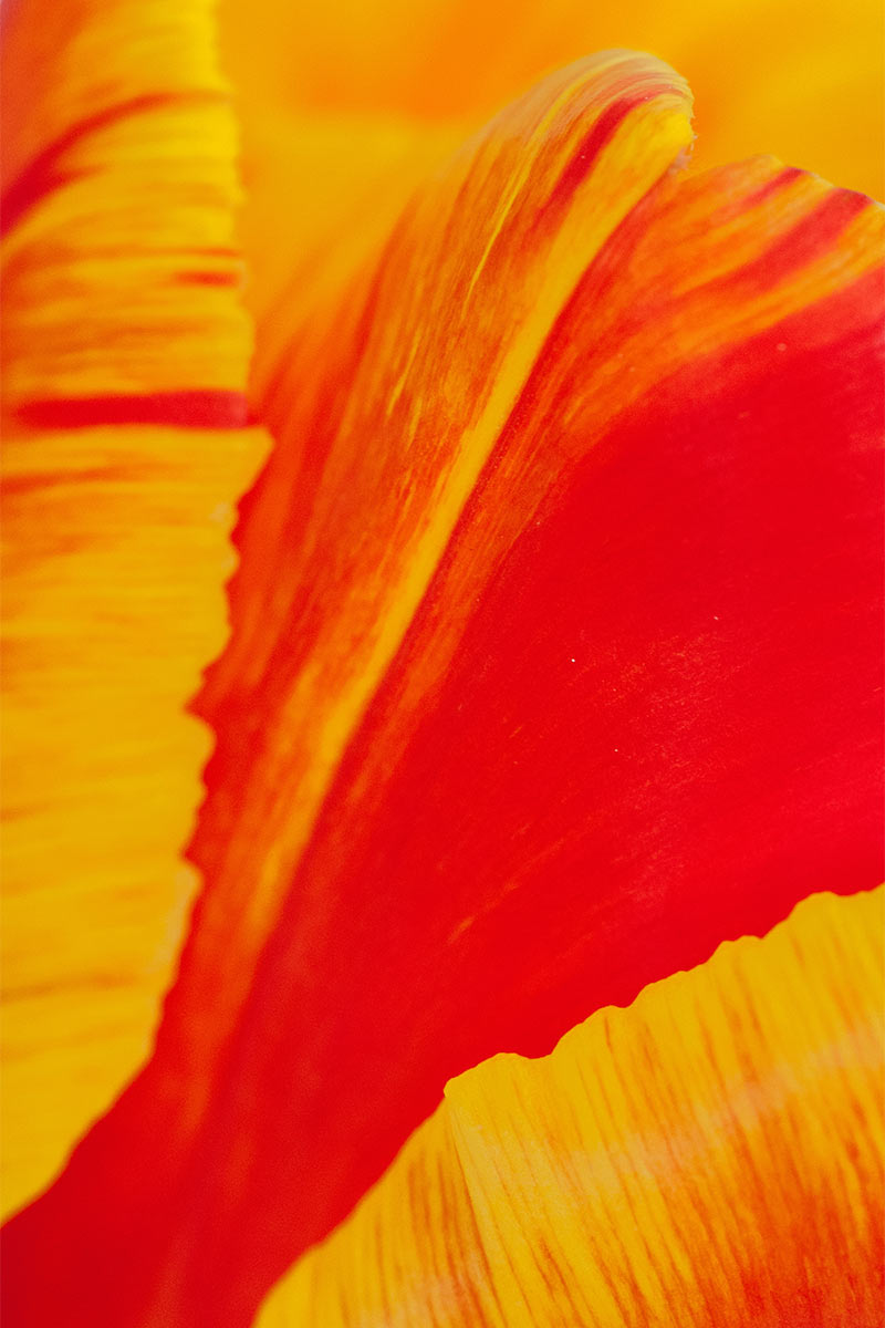 2014-fotoausstellung-nah-und-fern-uz-Tulpenbluete Tulpenblüte (Foto: Ute Zohles)