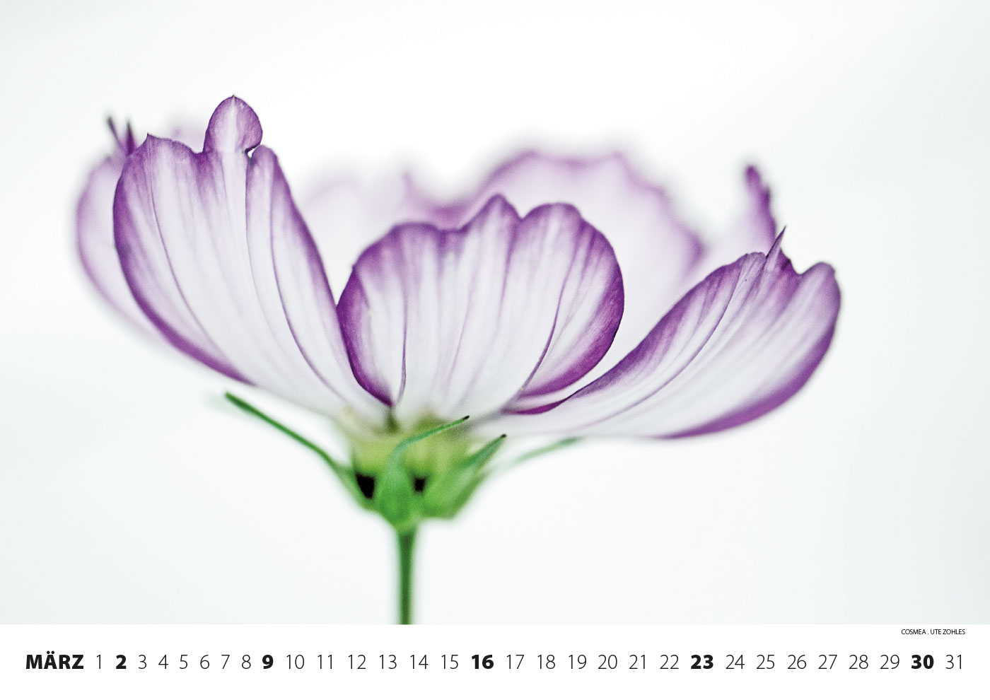 2014-kalender-fotoclub-kontrast-suhl-03 Kalender Fotoclub Kontrast 2014: Cosmea (Foto: Ute Zohles)