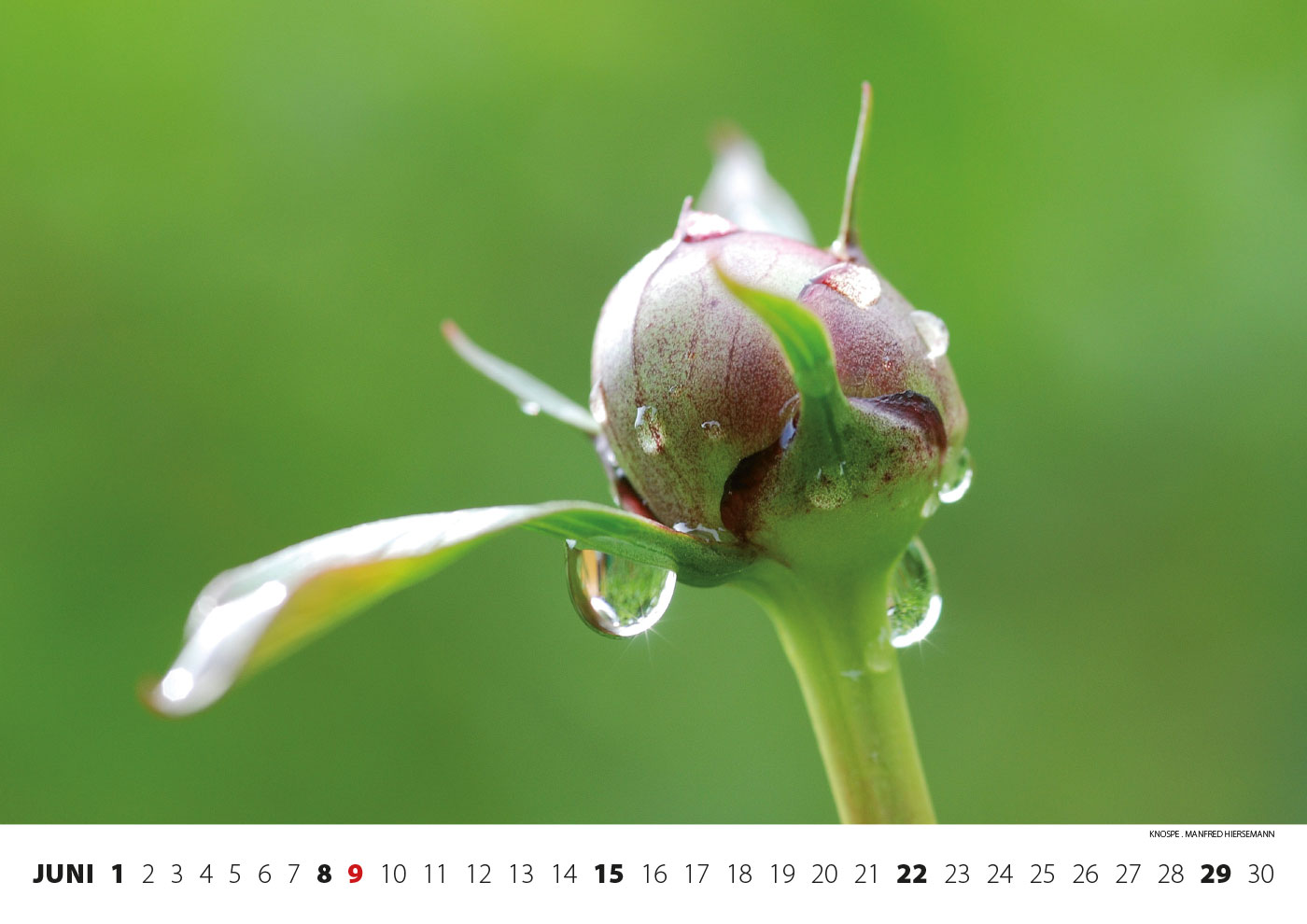 2014-kalender-fotoclub-kontrast-suhl-06 Kalender Fotoclub Kontrast 2014: Knospe (Foto: Manfred Hiersemann)
