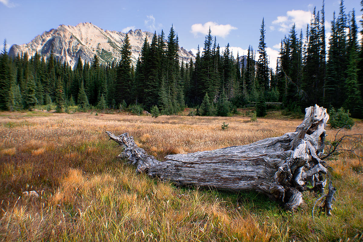 Bergwiese (Foto: Frank Hausdörfer)