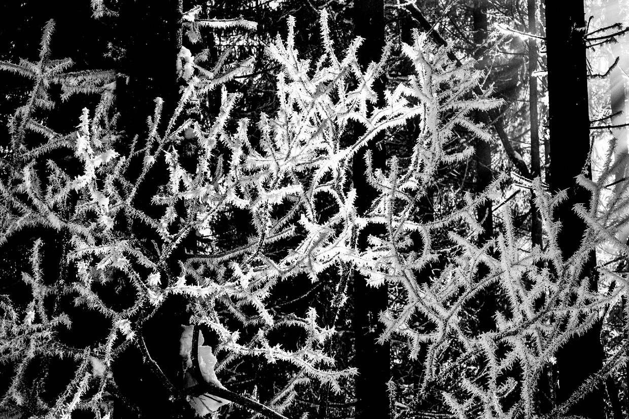 Eiszweige (Foto: Peter Zastrow)