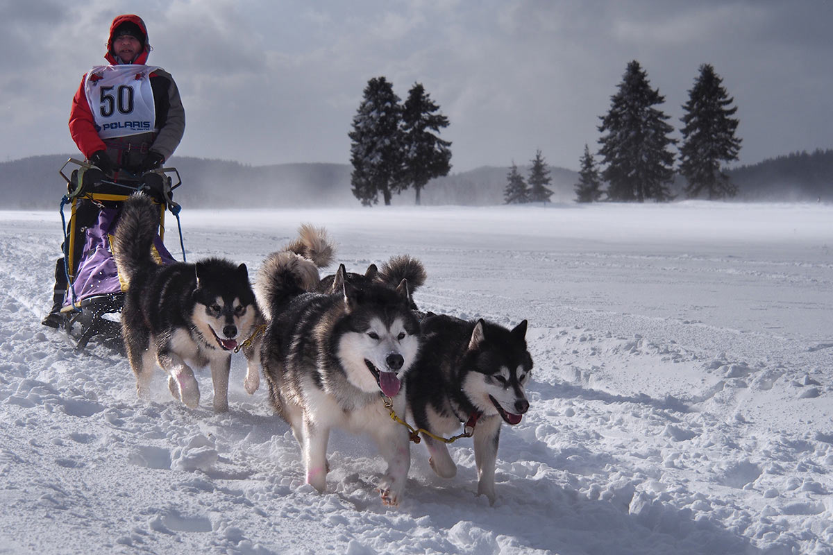 Schlittenhunderennen (Foto: Manuela Hahnebach)