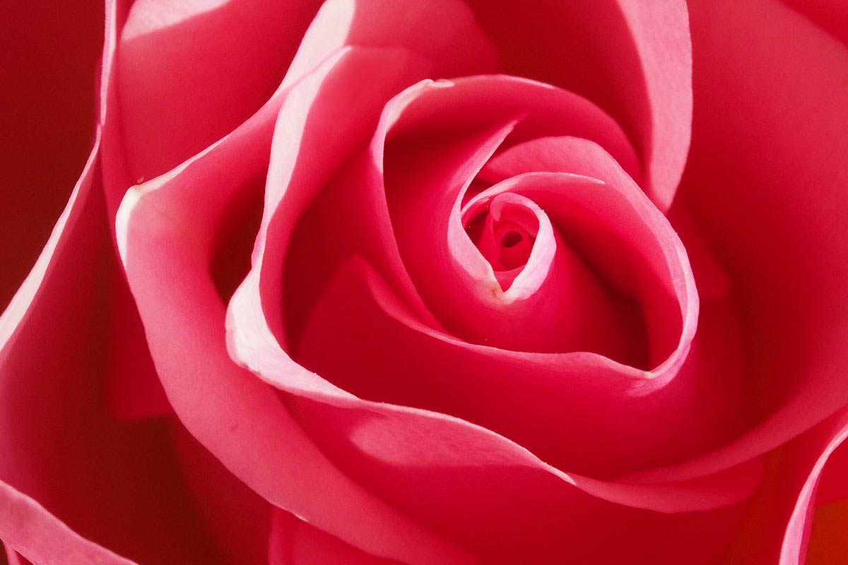 2015-05-21-rose-mh-4.67 Rose (Foto: Manuela Hahnebach)