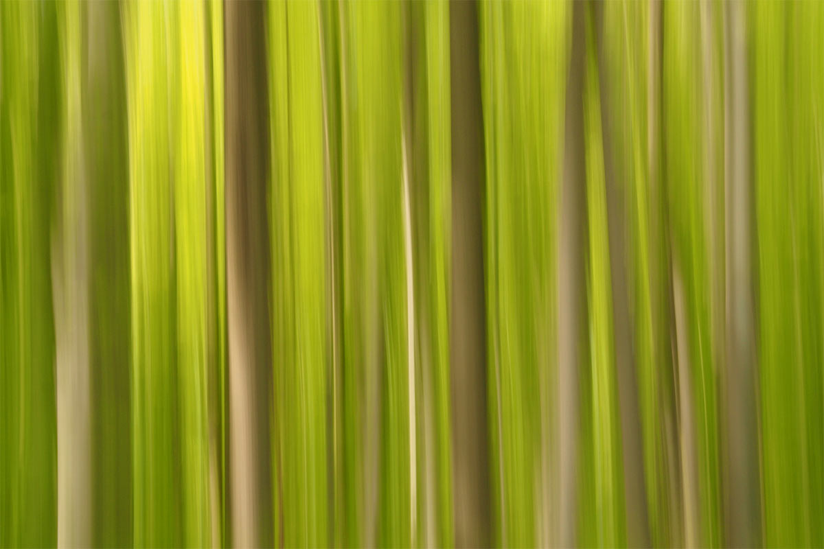 2015-05-25-wischwald-P0029484-ak-5.67 Wischwald (Foto: Andreas Kuhrt)
