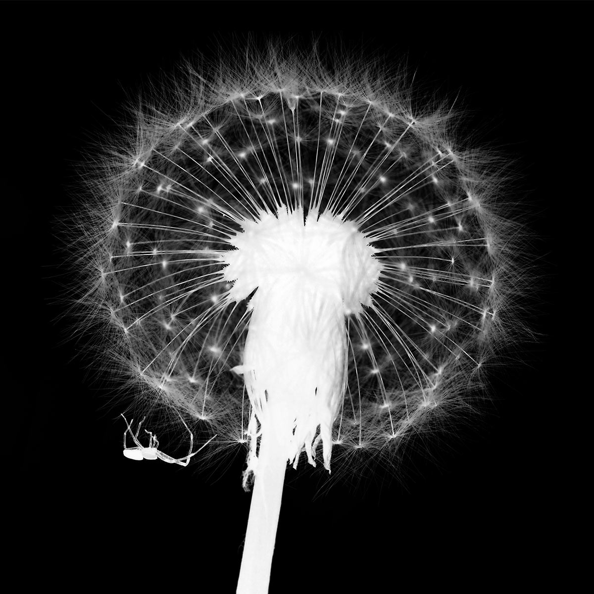 2015-06-21-pusteblume-mit-spinne-um-ak-5.33 Pusteblume mit Spinne (Foto: Andreas Kuhrt)