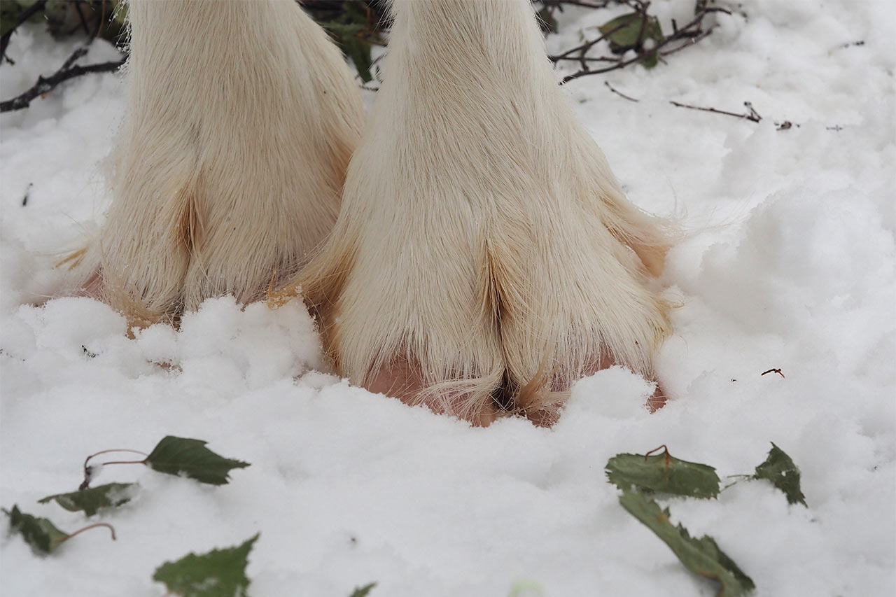 2015-06-zz03-ren-ate-1-ak-5.66-1 Serie: Ren-Ate (Foto: Andreas Kuhrt)