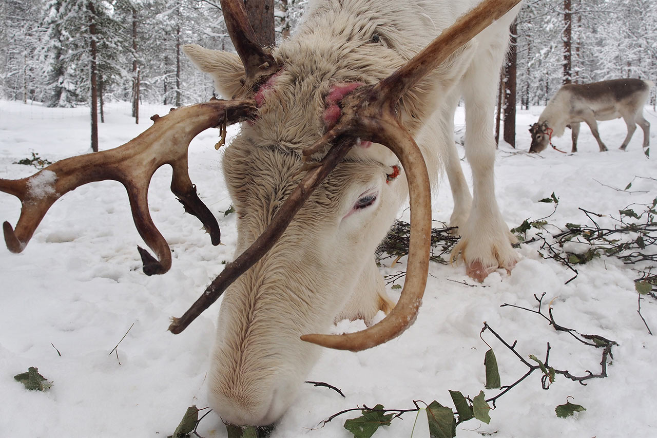 2015-06-zz03-ren-ate-3-ak-5.66-1 Serie: Ren-Ate (Foto: Andreas Kuhrt)