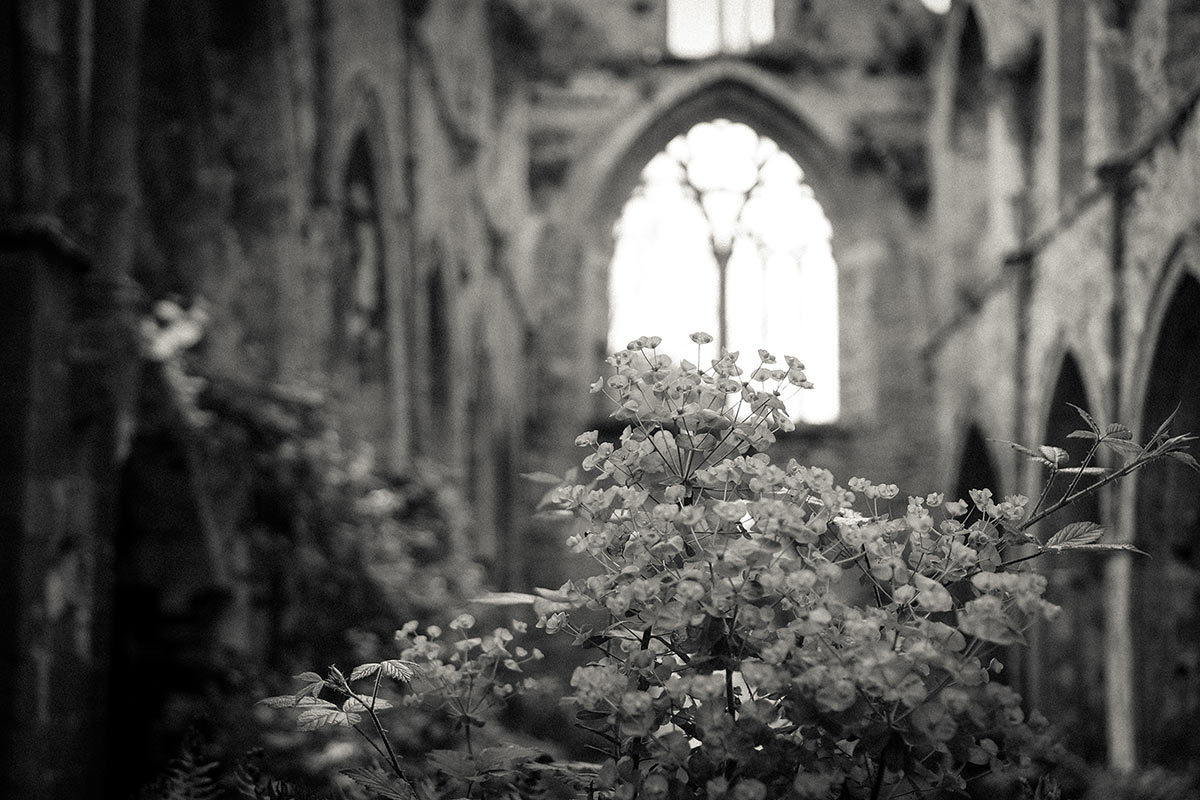 2015-06-zz05-dsc00456-2-rk-5.5 Serie: Abbaye de Beauport (Foto: Rainer Koch)