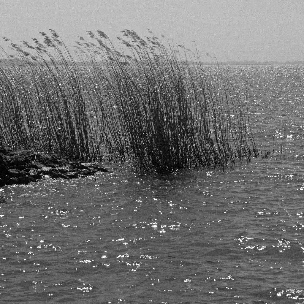 Schilf (Foto: Karl-Heinz Richter)