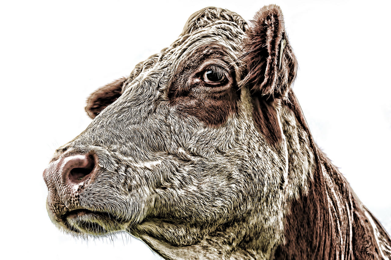 Charakterkopf (Foto: Roland Kastner)