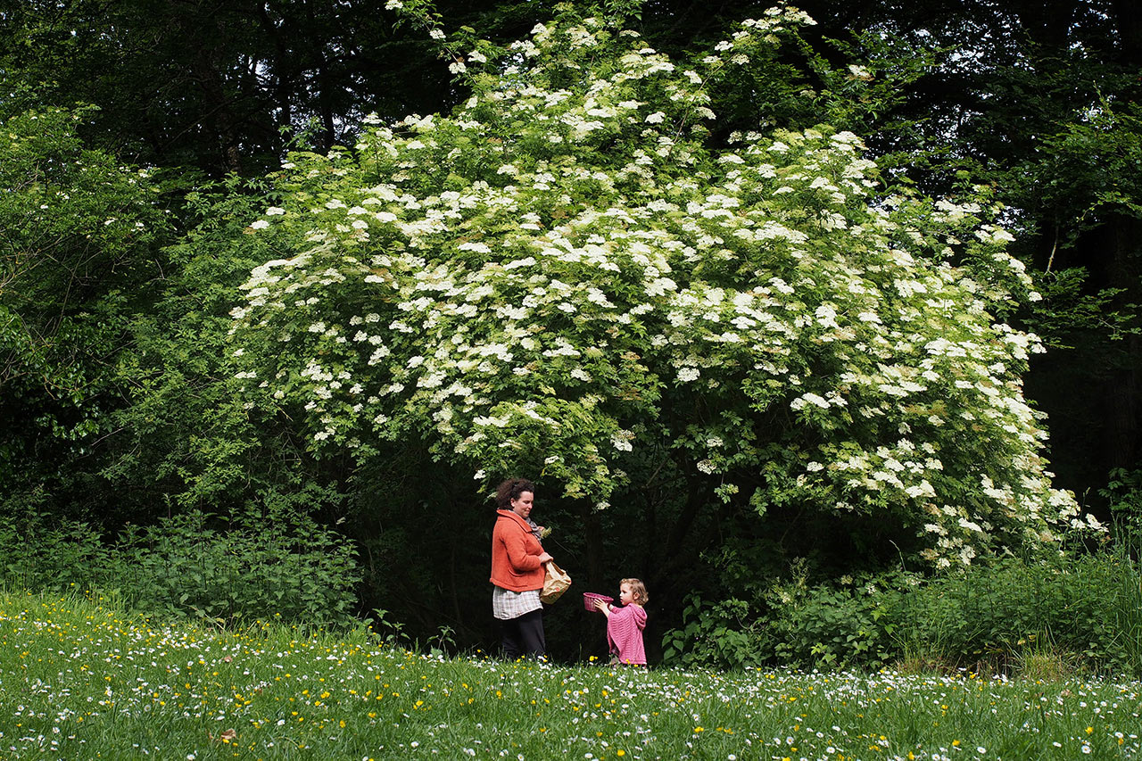 Holunderblüten pflücken (Foto: Manuela Hahnebach)