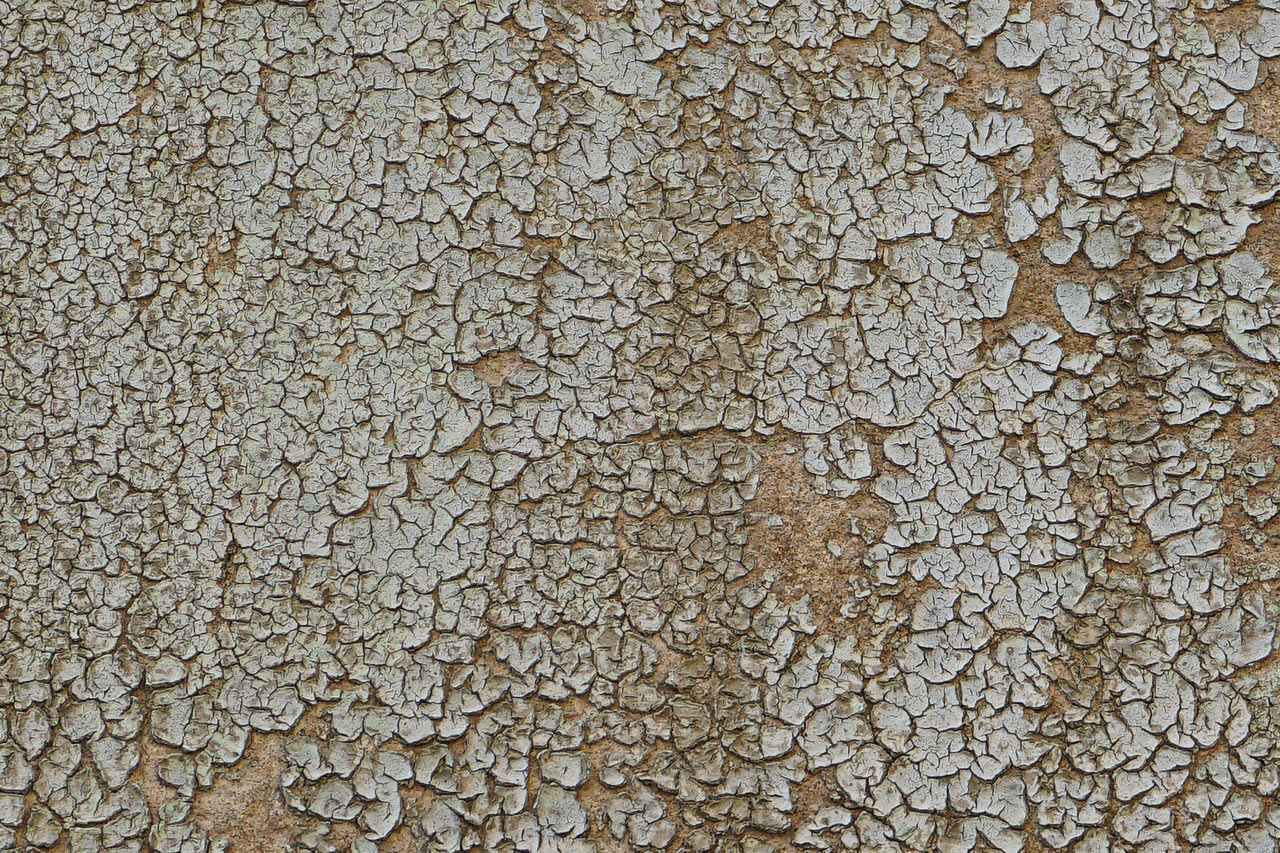 Serie: Vergänglichkeit (Foto: Roland Kastner)