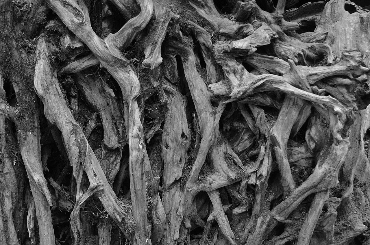 Wurzeln (Foto: Günter Giese)