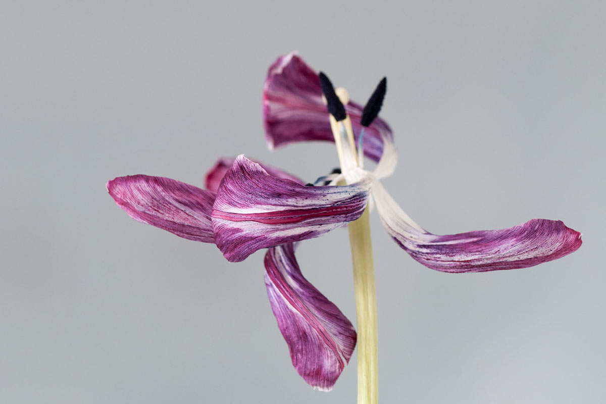 2015-10-02-2015-05-02_1041_52-Tulpe-scharf-uz-5.5 Tulpen-Skulptur 1 (Foto: Ute Zohles)