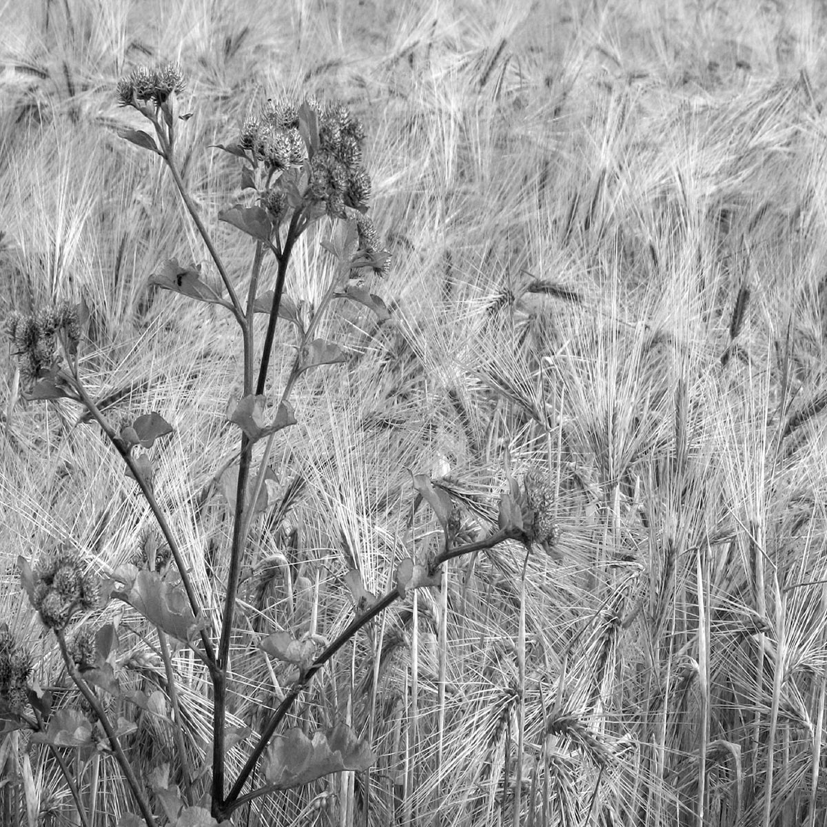 2015-10-06-aehren-pms-5 Ähren (Foto: Peter Maximilian Schmidt)