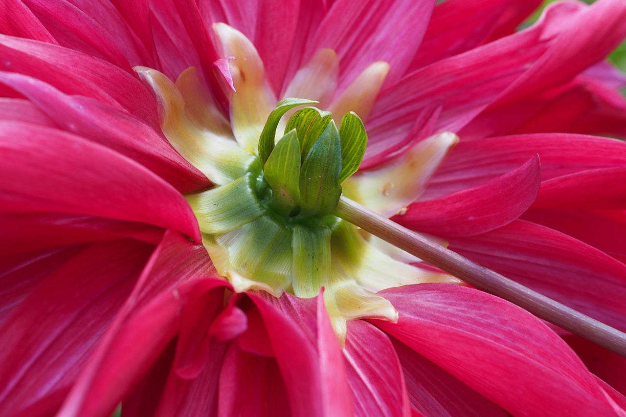 2015-10-09-dahlie-mh-5 Dahlie (Foto: Manuela Hahnebach)