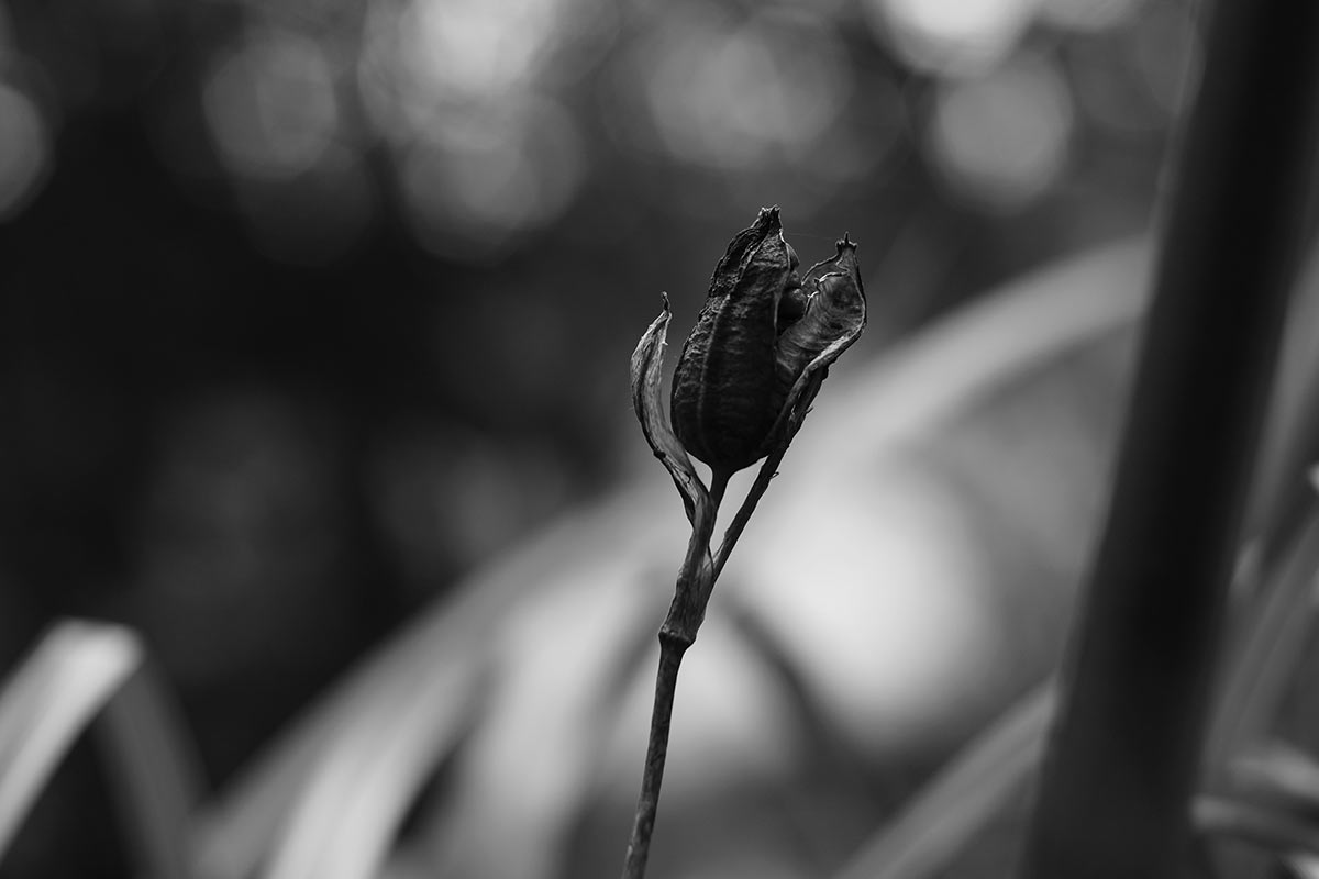 2015-10-11-DSC07692-rk-5.33 Black Flower (Foto: Rainer Koch)