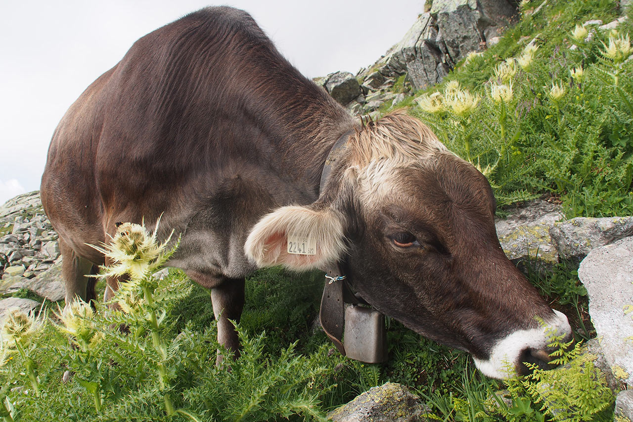 2015-10-14-elsa-P0038070-ak-7-3 Elsa (Foto: Andreas Kuhrt)