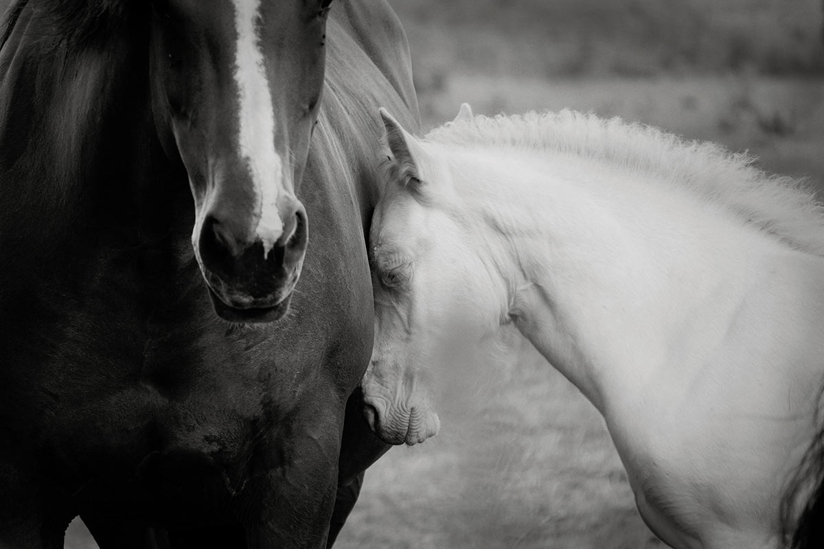 2015-10-zz04_01-rk-7.33-1 Serie: Pferde (Foto: Rainer Koch)