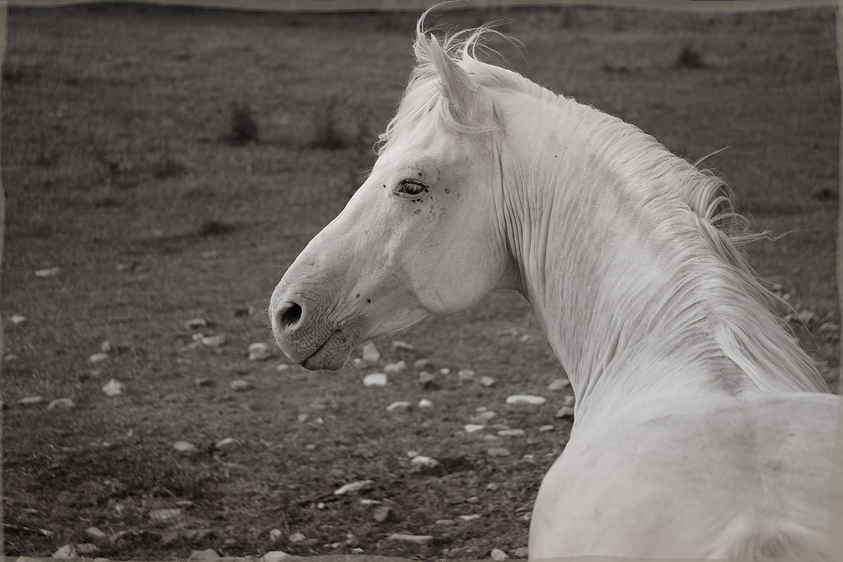 2015-10-zz04_02-rk-7.33-1 Serie: Pferde (Foto: Rainer Koch)