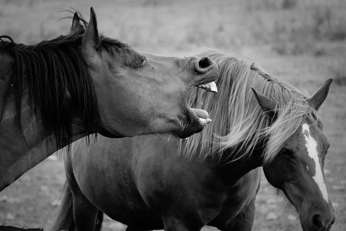 2015-10-zz04_03-rk-7.33-1 Serie: Pferde (Foto: Rainer Koch)