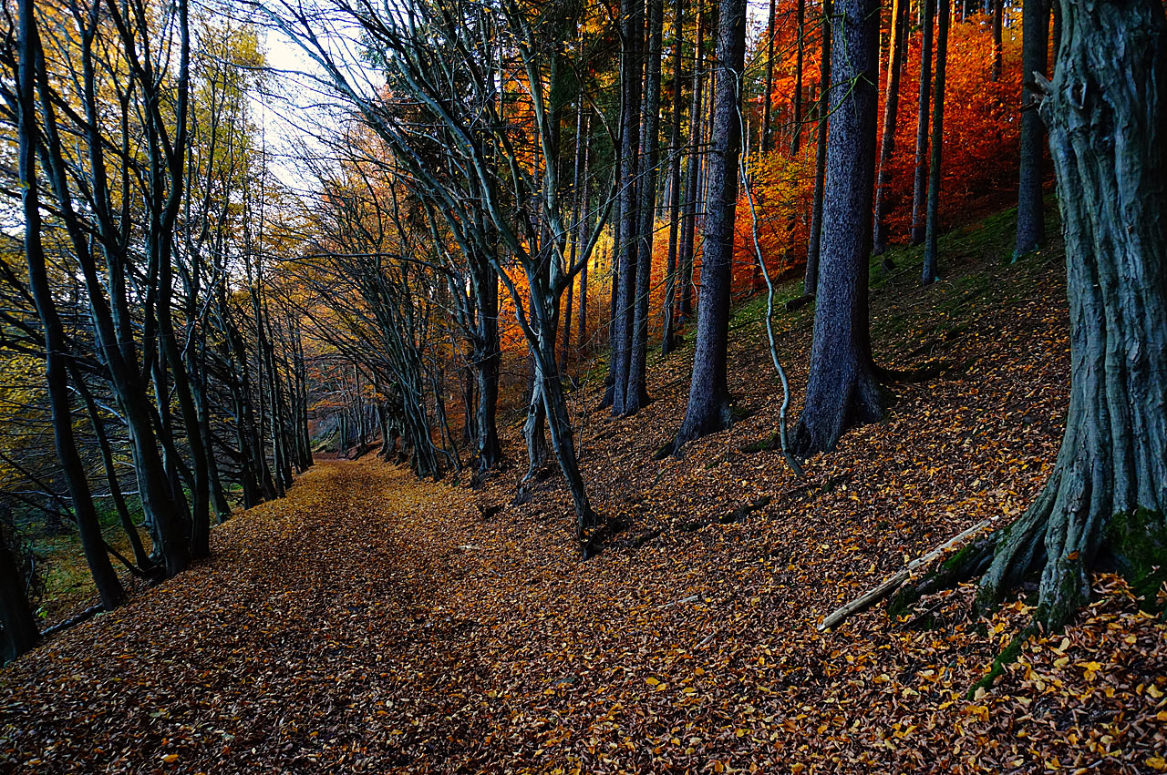 2015-11-16-herbst-gg-5.33 Herbst (Foto: Günter Giese)