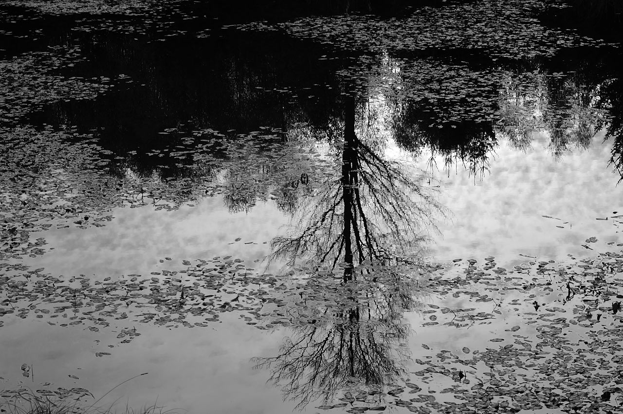 2015-11-31-spiegelbild-gg-4.33 Spiegelbild (Foto: Günter Giese)