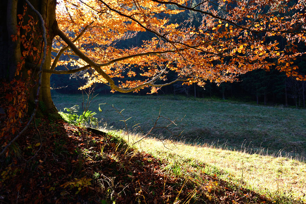 2015-11-zz06_7-DSC2122-khr-5.33 Serie: Herbst (Foto: Karl-Heinz Richter)