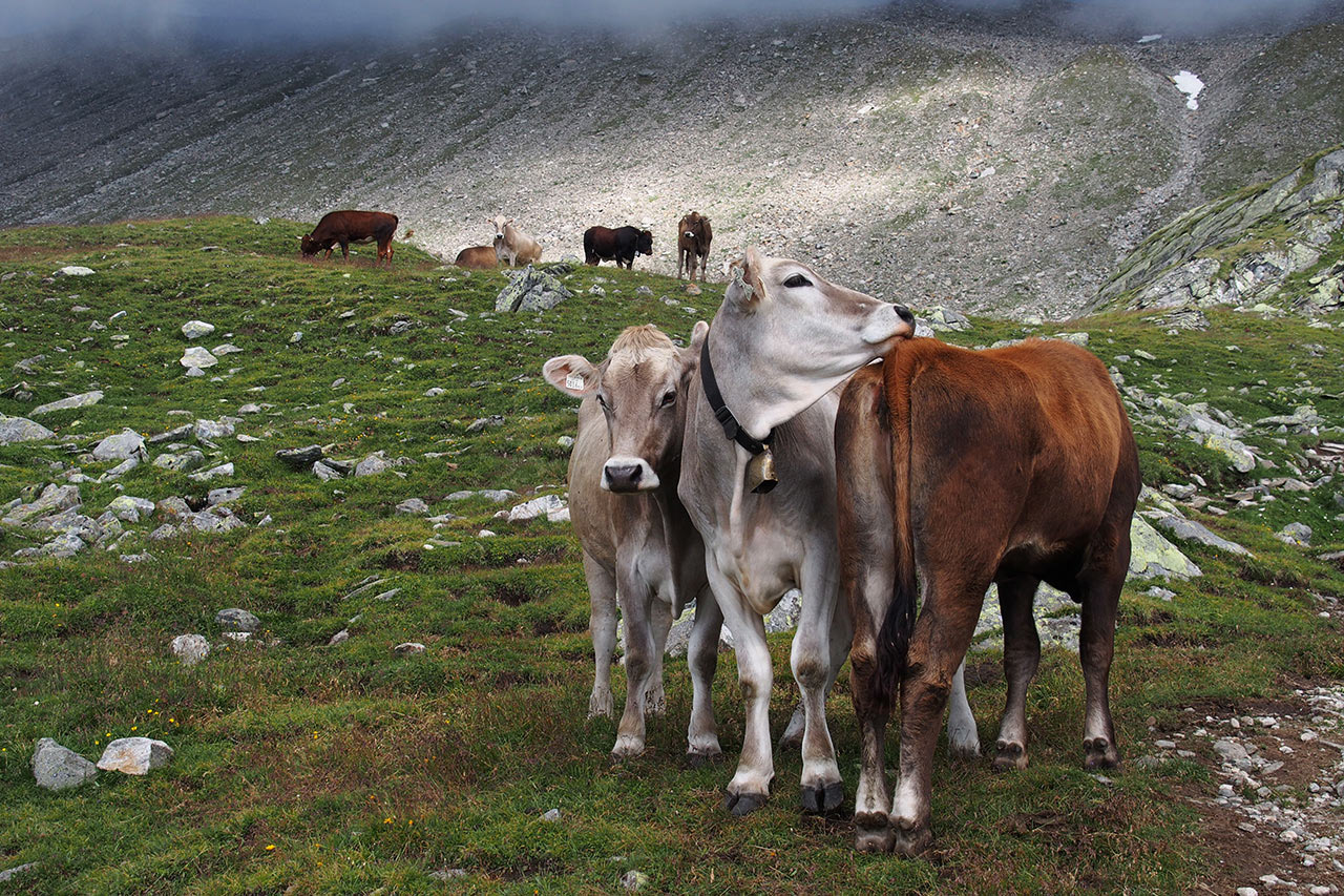 2015-12-03-auf-der-alp-mh-5 Auf der Alp (Foto: Manuela Hahnebach)