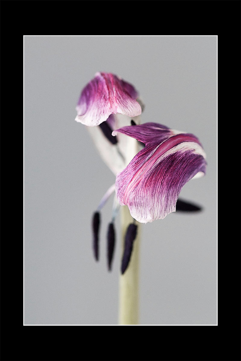 Fotoclub