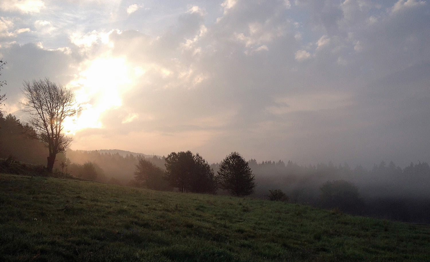 Gänserasen (Foto: Sylvi Raakow)