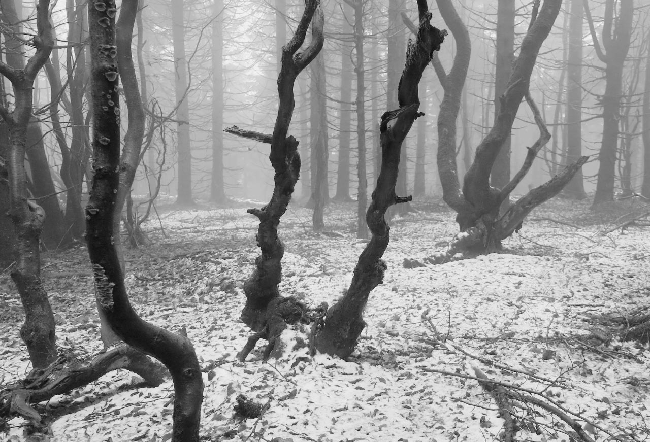 Gespensterwald (Foto: Peter Maximilian Schmidt)