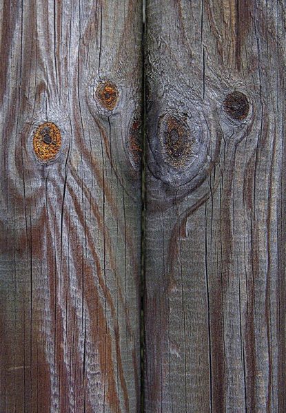 Holzaugen (Foto: Karl-Heinz Richter)