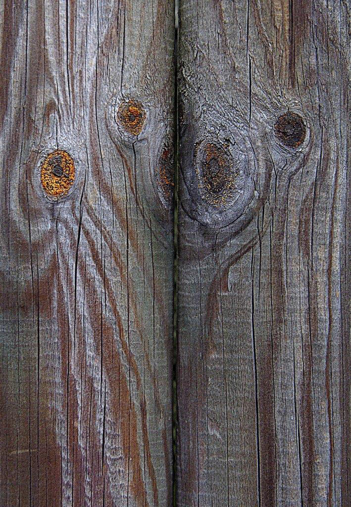 Holzaugen (Foto: Karl-Heinz Richter)