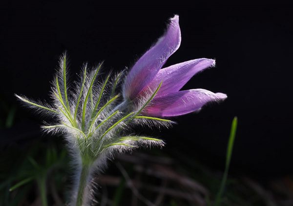 Kuhschelle (Foto: Manuela Hahnebach)