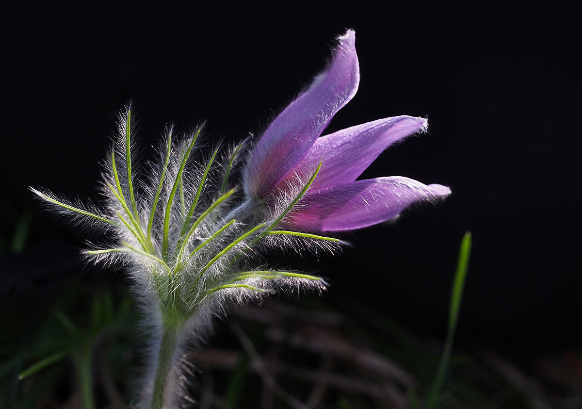 2015-bdj-41-kuhschelle-mh-21 Kuhschelle (Foto: Manuela Hahnebach)