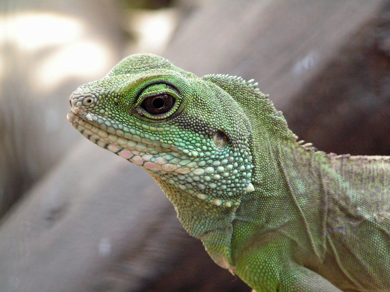 Minidrachen (Foto: Sylvi Raakow)