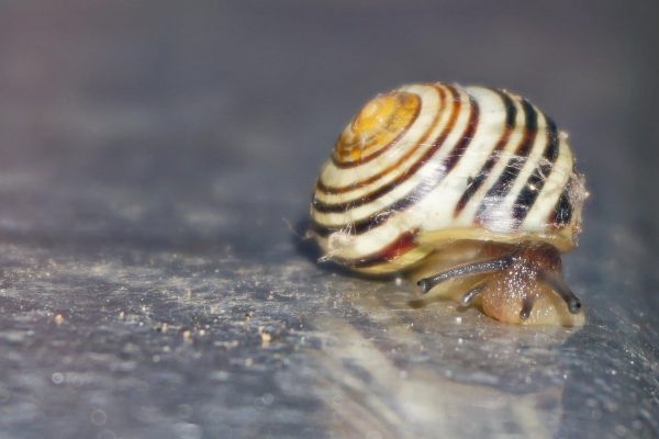 Neugier (Foto: Roland Kastner)