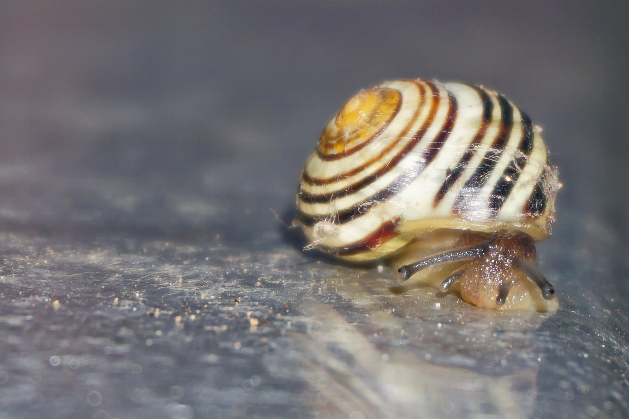 Neugier (Foto: Roland Kastner)