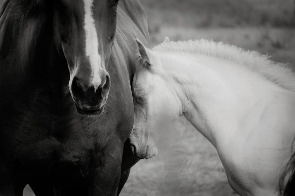Pferdeliebe (Foto: Rainer Koch)