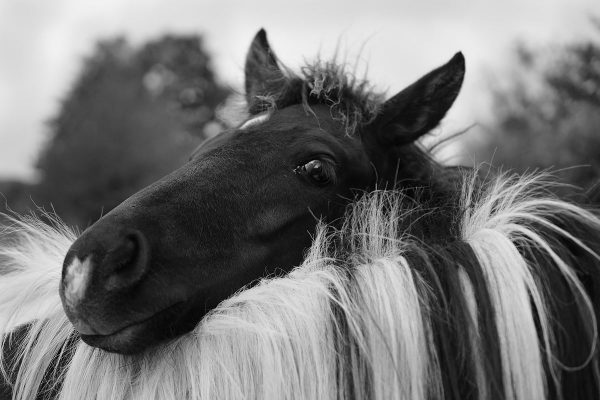 Schüchtern (Foto: Rainer Koch)