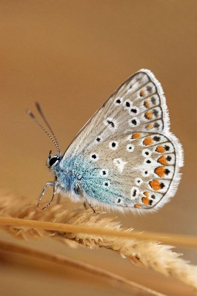 Sommervogel (Foto: Sylvi Raakow)