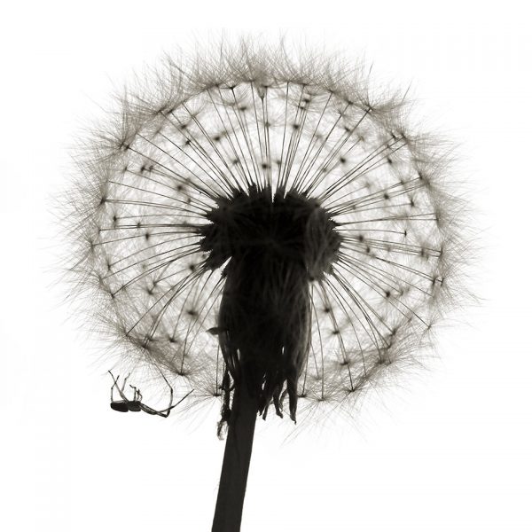 Vergänglicher Lebensraum (Foto: Andreas Kuhrt)