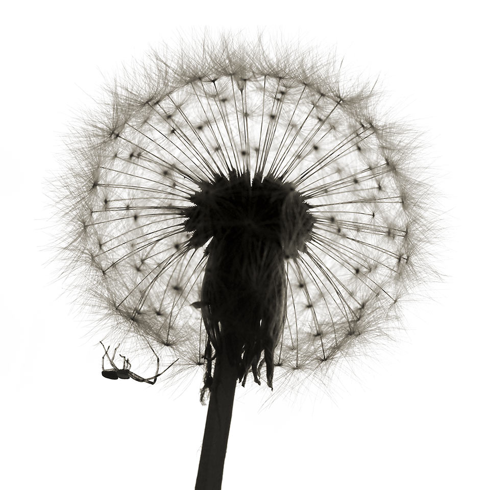 Vergänglicher Lebensraum (Foto: Andreas Kuhrt)