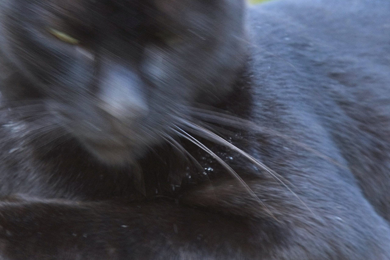 Wildkatze (Foto: Peter Maximilian Schmidt)