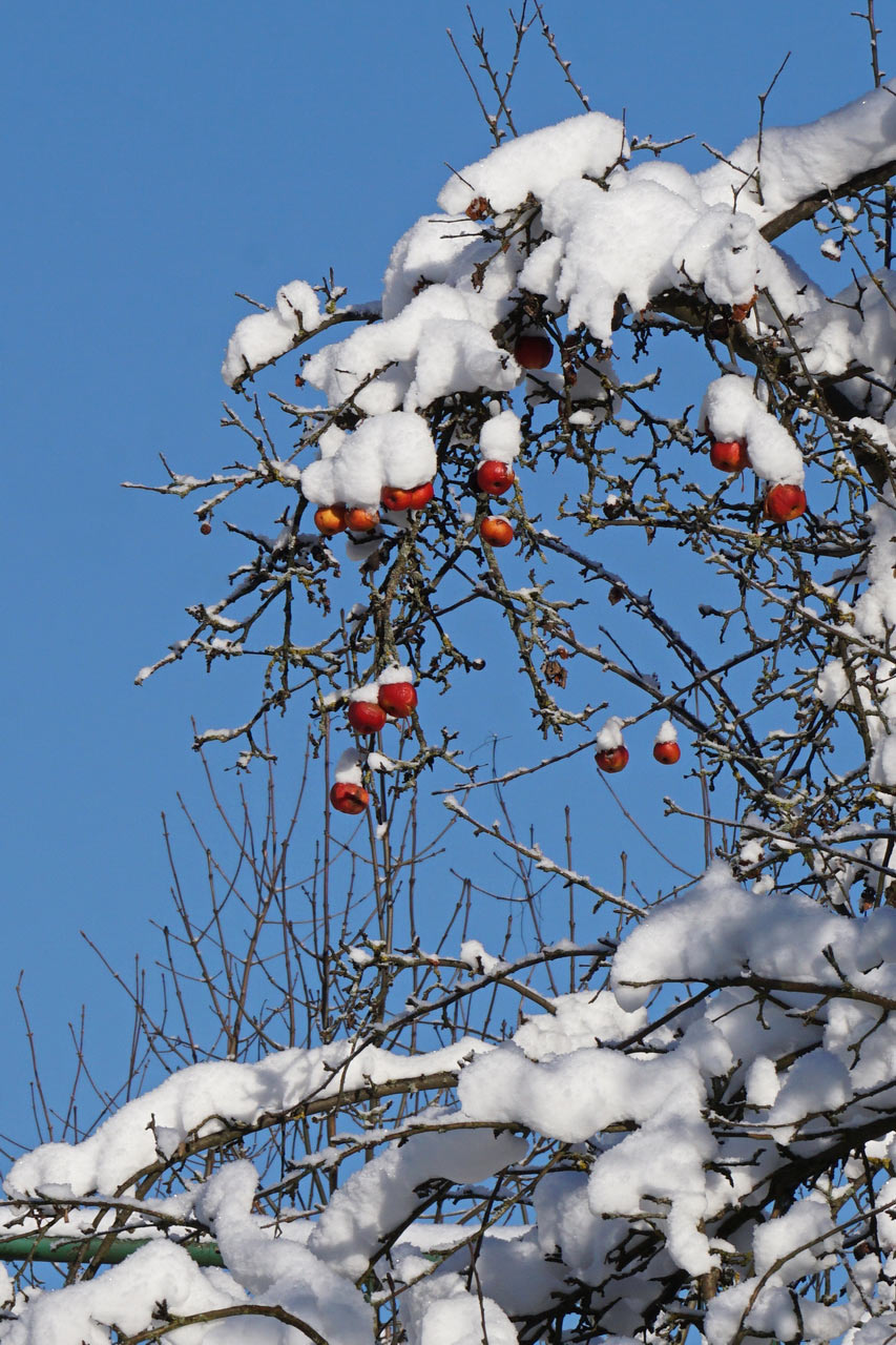 Winteräpfel (Foto: Roland Kastner)