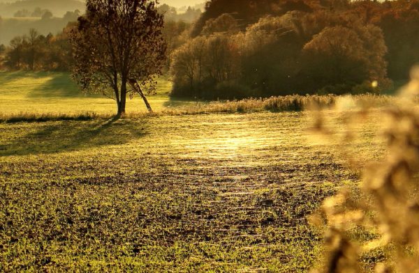 Serie: Altweibersommer (Foto: Peter Maximilian Schmidt)