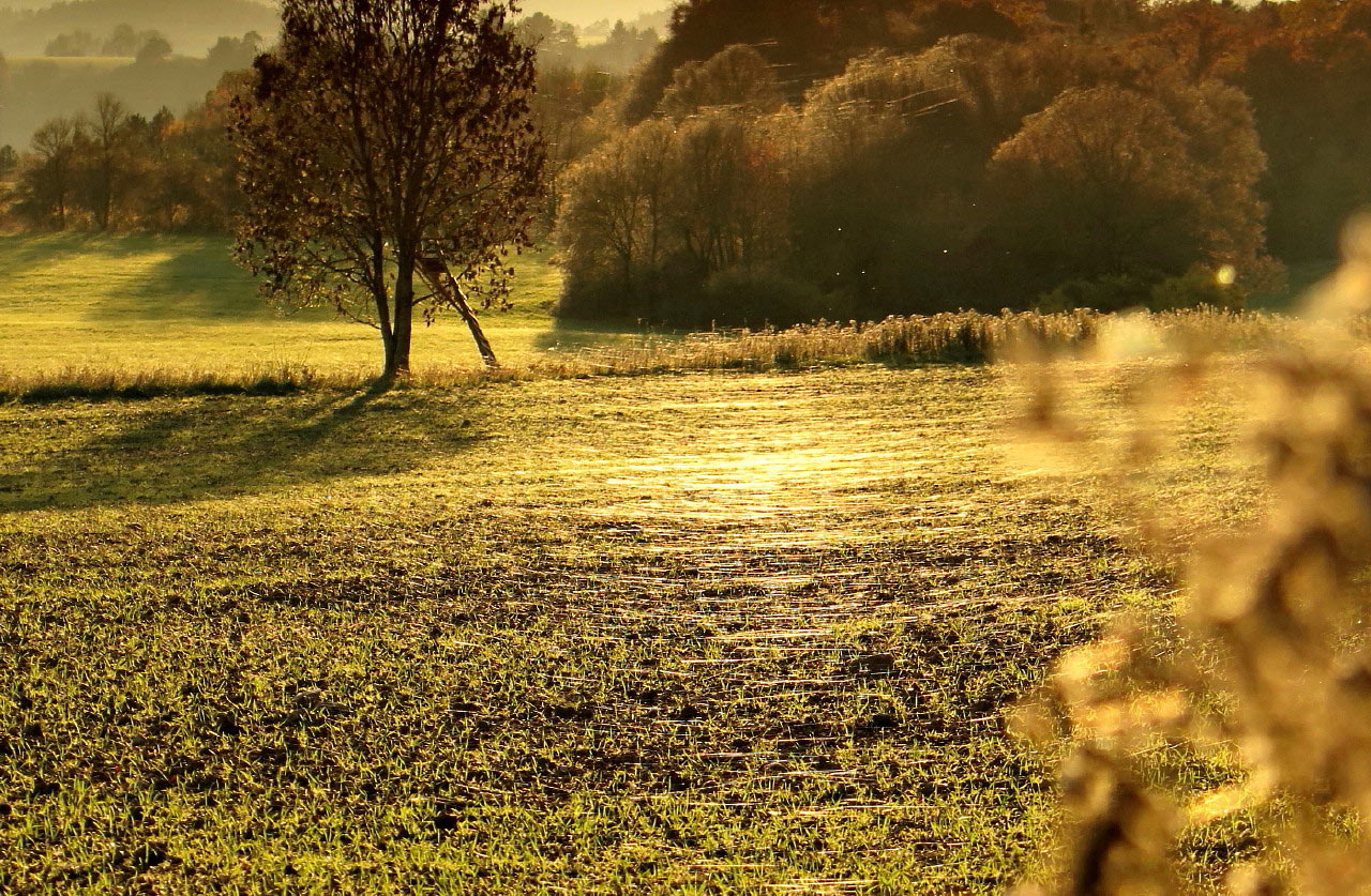 Serie: Altweibersommer (Foto: Peter Maximilian Schmidt)