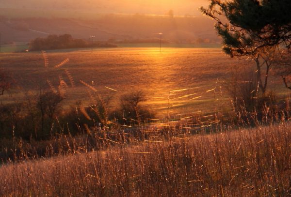 Serie: Altweibersommer (Foto: Peter Maximilian Schmidt)