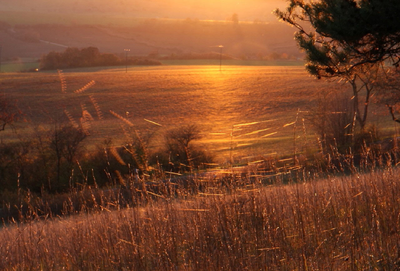 Serie: Altweibersommer (Foto: Peter Maximilian Schmidt)
